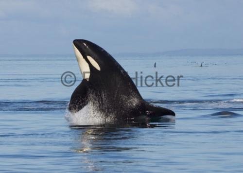 Photo: 
Port McNeill Whale Watching