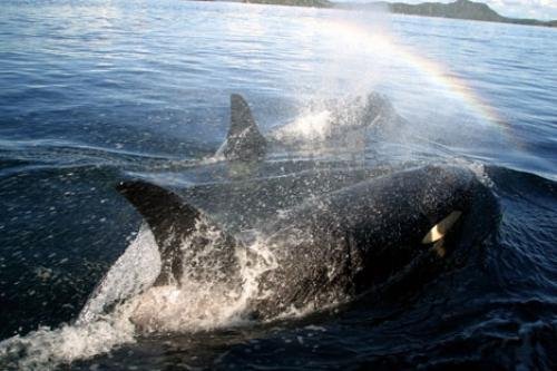 Photo: 
johnstone strait whale watching