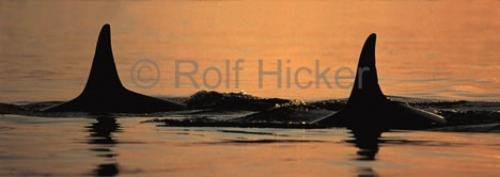 Photo: 
orca whale watching panorama