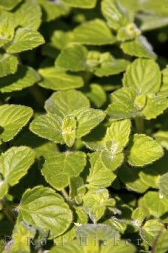 Photo: 
Herb Plant Origanum Vulgare