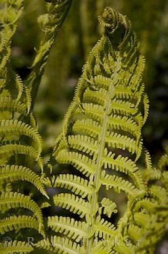 Photo: 
Ostrich Fern Bavaria