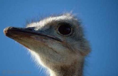 Photo: 
ostrich pictures