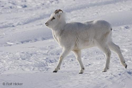 Photo: 
Ovis Dalli Dalli