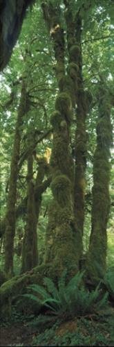 Photo: 
Panorama Rainforest Tree Olympic National Park