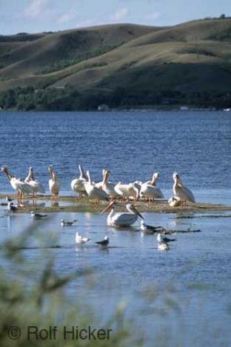 Photo: 
pelicans
