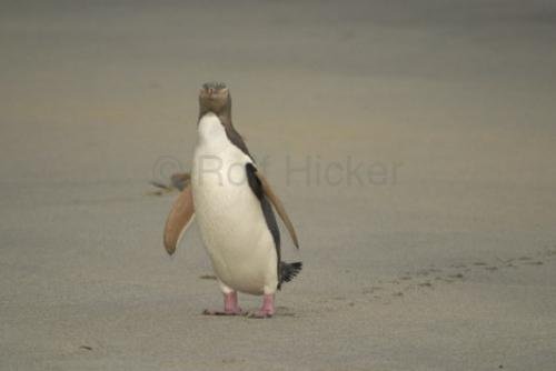 Photo: 
Penguin Photos