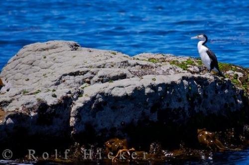 Photo: 
Phalacrocorax Varius Varius Picture