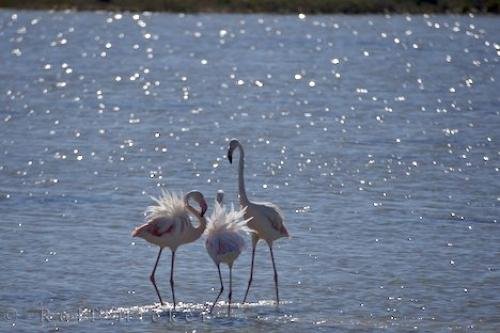 Photo: 
Phoenicopterus Roseus Greater Flamingo Birds Camargue France