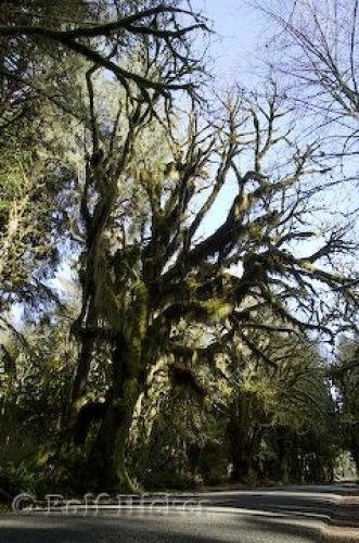 Photo: 
photo of rainforest
