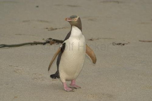 Photo: 
Photos of Penguins