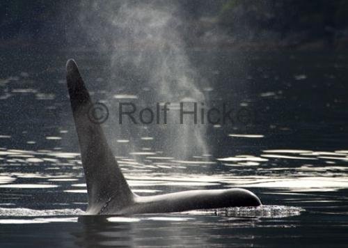 Photo: 
Picture of a Killer Whale Male