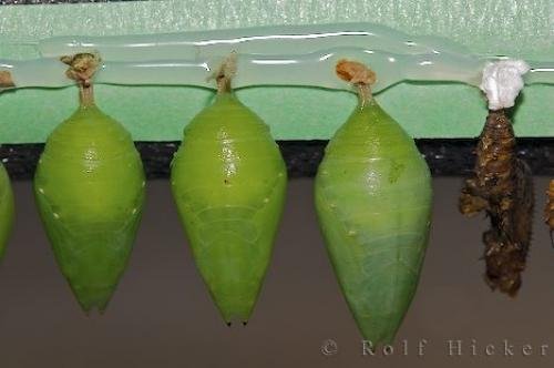 Photo: 
Picture Of Butterfly Chrysalis