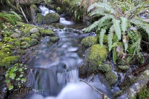 Photo: 
picture of rainforest