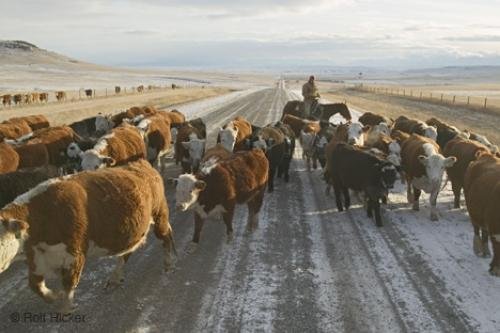 Photo: 
cow pictures