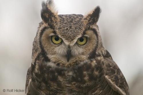 Photo: 
Owl Photo