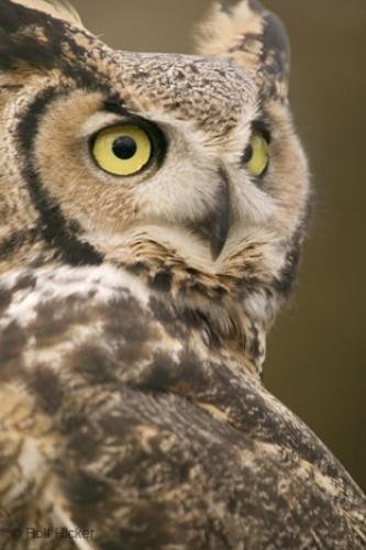 Photo: 
Owl Pictures