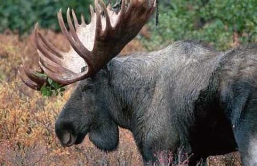 Photo: 
Pictures Of Moose
