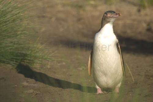 Photo: 
Pictures Of Penguins