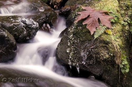 Photo: 
Pictures of Water Fall Leave