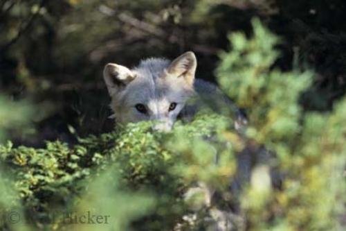 Photo: 
Pictures Of Wolves