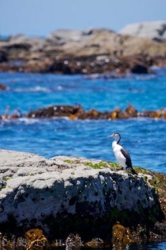 Photo: 
Pied Shag Kaikoura Peninsula