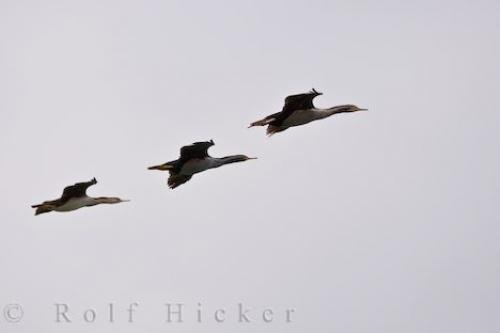 Photo of Pied Shags flying in a formation of one behind the other in the skies above Dunedin, New Zealand. Photo: 
Pied Shags Flying Formation Picture
