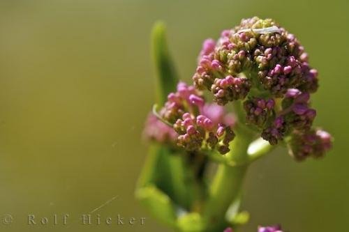 Photo: 
Pink Maple Plant Gourdon Village Provence