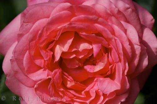 Photo: 
Valencia Pink Rose