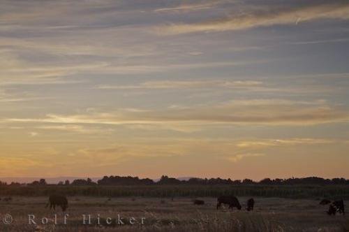 Photo: 
Plaine De La Camargue Bulls Provence France