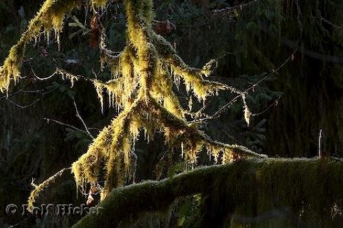 Photo: 
plants of rainforest