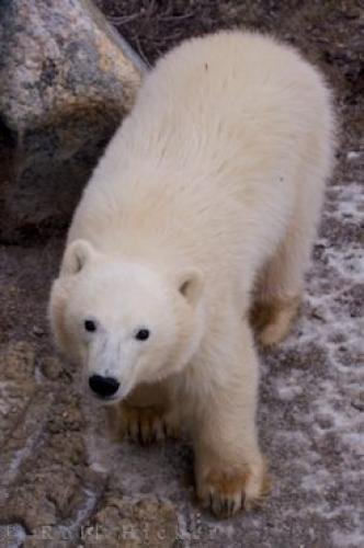 Photo: 
Cute Polar Bear Baby Picture