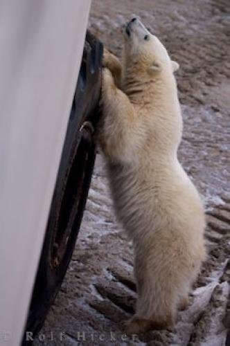 Photo: 
Polar Bear Cub Watching Tundra Buggy Churchill