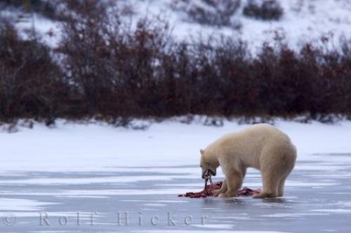 Photo: 
Polar Bear Diet Ringed Seals