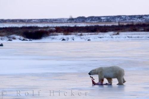 Photo: 
Polar Bear Food Hudson Bay Churchill
