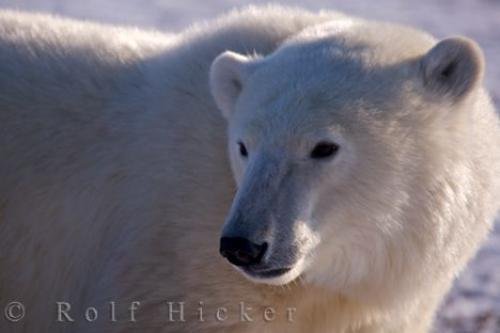 Photo: 
Marine Mammal Polar Bear Information Churchill