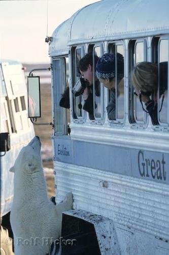 Photo: 
Polar Bear Watching Tours Churchill