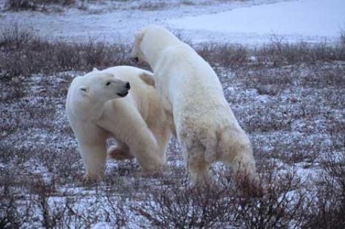 Photo: 
polar bear fight