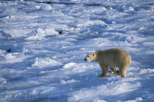 Photo: 
polar bear