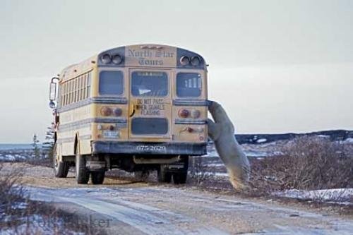 Photo: 
Polar Bear Tour