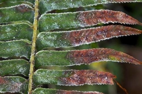 Photo: 
Polystichum Munitum