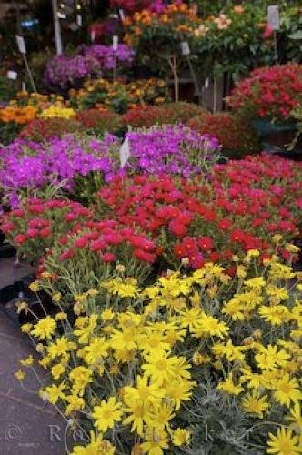 Photo: 
Potted Flowers Nice