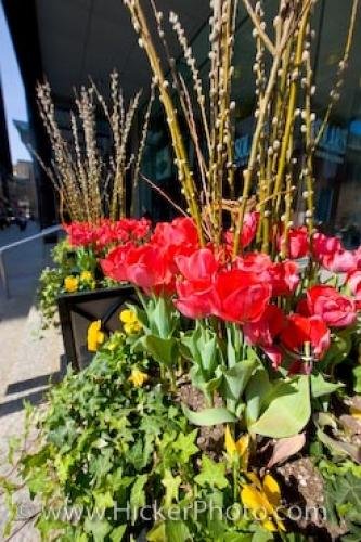 Photo: 
Potted Tulips Downtown Toronto Ontario Canada