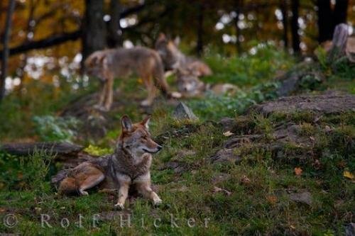 Photo: 
Prairie Wolves Animal Photo
