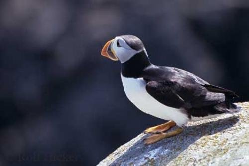 Photo: 
Puffin