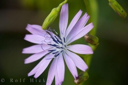 Photo: 
Purple Flower