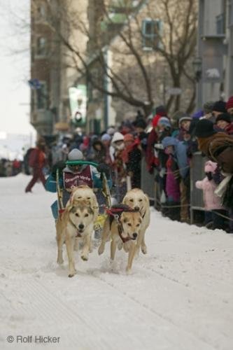 Photo: 
Snow Dogs