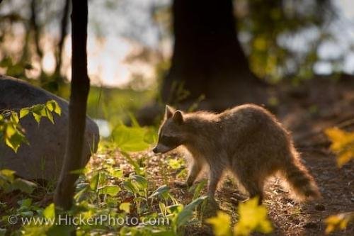 Photo: 
Young Raccoon Picture Killarney Provincial Park Ontario Canada