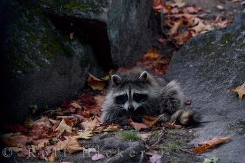 Photo: 
Raccoon Animal Picture
