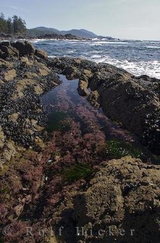 Photo: 
Raft Cove Tide Pools