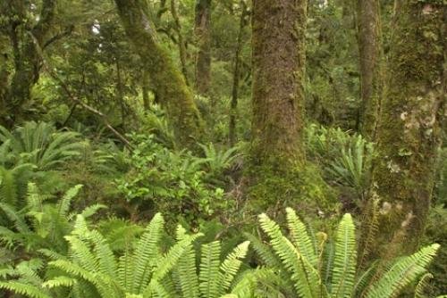 Photo: 
New Zealand Fiordland Rain Forest Pictures